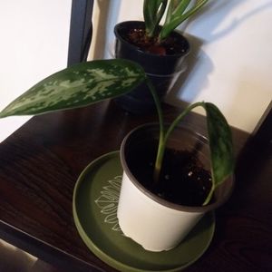Dieffenbachia Plant #1